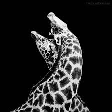 Annunci di animali in vendita a bianco: 15 Splendide Immagini Di Animali In Bianco E Nero Verdenatura