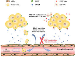 Ccr7 inhibits cxcr4 responsiveness during b cell development. Locally Trapping The C C Chemokine Receptor Type 7 By Gene Delivery Nanoparticle Inhibits Lymphatic Metastasis Prior To Tumor Resection An 2019 Small Wiley Online Library