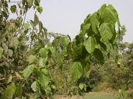Image result for Alchornea cordifolia