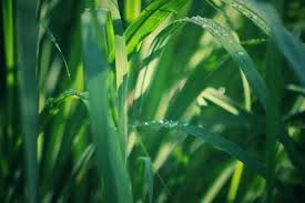 Capim Limão, quando tudo já deu certo. - Blog Fênix