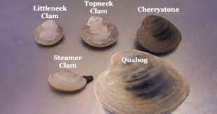 Would You Like To Be Able To Identify Your Clams Here You Go From Leah Moore Oceanography Clams Food Quahog Recipe