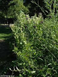 Image result for Aeollanthus suaveolens