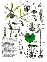 Image result for Nervilia crociformis