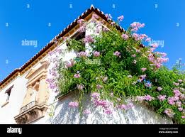 Image result for Podranea brycei