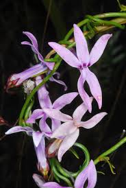 Image result for Cyphia lasiandra