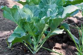 We did not find results for: Cabbage Seed Starting Tips