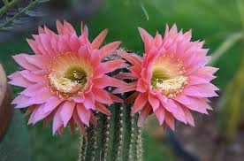 Image result for Corallocarpus triangularis