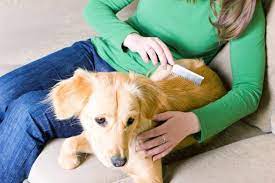 Check out the 5 top hair growth products of 2021 for men & women. 6 Tips To Help Your Dog When He S Loosing Fur Tractive