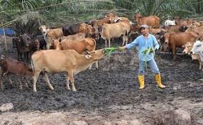 Kata ustaz 'nanti aku dah tua, bolehlah tengok juga apa program yang hempa buat dari rumah aku'. Tidak Mempunyai Pmr Lelaki Ini Buktikan Dia Mampu Menjadi Jutawan