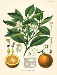 Image result for Citrus × aurantium