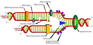 Dna Replication Steps Process Diagram And Simple Explanation