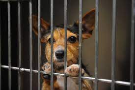 Reduce pet overpopulation through our low cost spay/neuter clinic. As Animal Welfare League Struggles To Win Back Public Trust Critics Offer Help And Chicago Ridge Trustee Wants A Takeover Chicago Tribune