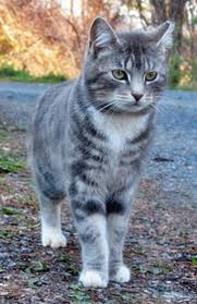 Black And White Tabby Cat Kitten Black Ans Grey Tabby Grey Tabby Cats Pretty Cats Tabby Cat
