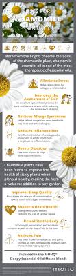 1) la camomilla, 2) la manzanilla. Chamomile Essential Oil An Ancient Therapeutic From Nature