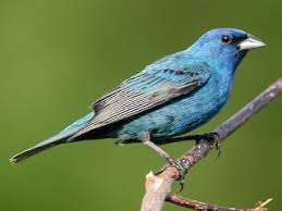 Image result for Passerina montana