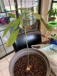 Avocado Tree Leaves Are Turning Yellow And Brown Leaves Droopy Help Gardening Garden Diy Home Flow Avocado Plant Avocado Tree Plant Leaves Turning Brown