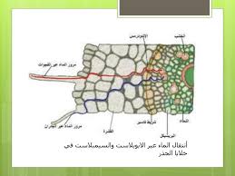 Ppt إمتصاص وإنتقال العصارة النباتية Powerpoint Presentation Id 2854623