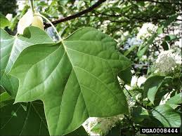 Image result for tulip poplar tree