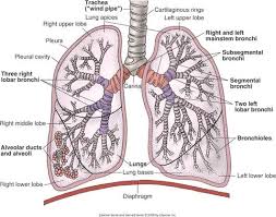 Paramedic Tumblr Respiratory System Anatomy Respiratory System Anatomy And Physiology