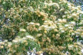 Image result for Albizia lebbeck