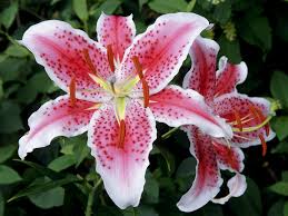 Check spelling or type a new query. Beautiful Lily Flowers Wallpaper 1024x768 22559