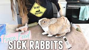 How To Force Feed Sick Rabbits Youtube