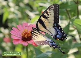 The question to ask is what kind of flowers do butterflies like? Eastern Tiger Swallowtail Butterfly Size Colors Life Span Host Plants Photographs