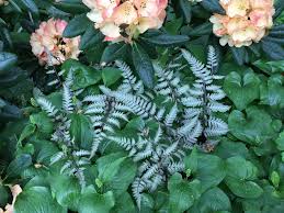 Image result for Isopyrum nipponicum