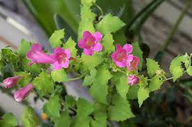 Image result for Asarina