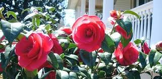 How To Grow Camellias Today S Homeowner Shade Loving Flowers Planting Flowers Flowers