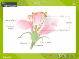 The female structures of flowering plant: Parts Of A Flowers Youtube