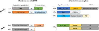 View ratings, photos, and more. Frontiers Cross Kingdom Immunity The Role Of Immune Receptors And Downstream Signaling In Animal And Plant Cell Death Immunology