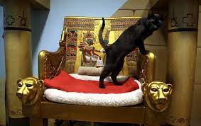 Feline fame in cyberspace gives species a boost