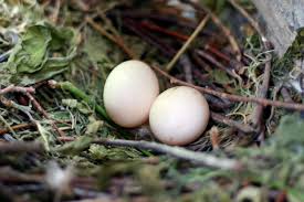 photos of wild bird nests and eggs