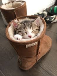 The Daily Cute 5 Adorable Faces To End Your Year Cute Animals Kittens Cutest Crazy Cats