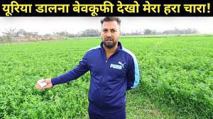 We would like to show you a description here but the site won't allow us. à¤¯ à¤° à¤¯ à¤• à¤¬ à¤¨ à¤œ à¤µ à¤• à¤¹à¤° à¤š à¤° à¤¬à¤°à¤¸ à¤® à¤• à¤– à¤¤ Organic Green Fodder Barseem Farming Youtube
