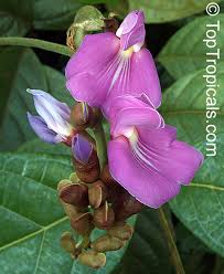 Image result for Canavalia africana