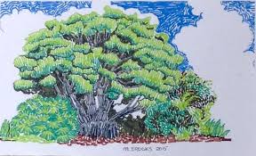 Banyan Tree The Rabbit Hole Gallery Drawings Illustration Flowers Plants Trees Trees Shrubs Other Trees Shrubs Artpal