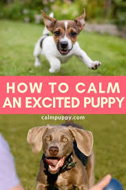 Let's take a look at what normal puppy energy levels look like, when to expect your puppy to calm down and mature, and some easy ways to promote calmness in your pup. How To Calm Down An Excited Puppy Calm Puppy Excited Puppy Excited Dog Puppies