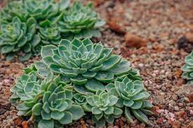 Maybe you would like to learn more about one of these? 7 Types Of Succulent Ground Covers