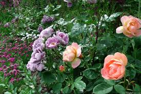 Can be used for beds and borders, container rose, garden or hedge. Blue For You And Lark Ascending Rose Photos Rose Flowers
