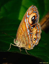 Image result for Mikania sagittifera