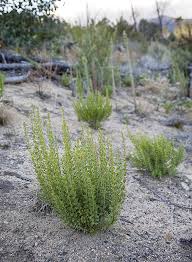 Image result for Buchnera lastii