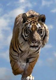 Tiger Dump A Day Wild Animals Pictures Animals Wild Animals Beautiful