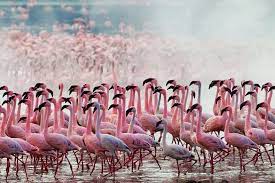 Thousands Of Pink Flamingos At Lake Nakuru Kenya Nakuru Flamingo Pink Flamingos Birds
