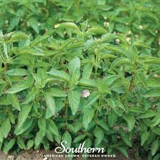 Image result for Ocimum basilicum