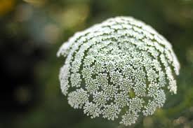 Image result for Apiaceae