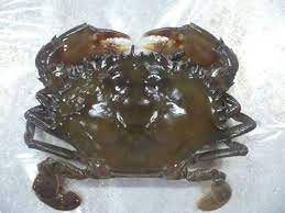 Ketam lembut kami adalah 100% fresh dari kolam dan tidak disimpan lama dalam stock, maka kualiti barang kami tidak terjejas. Ketam Lembut Beri Hasil Lumayan Kepada Bekas Nelayan