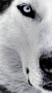 If you own an iphone mobile phone, please check the how to change the wallpaper on iphone page. White Wolf Hd Mobile Wallpaper Hd Mobile Desktop Wallpaper