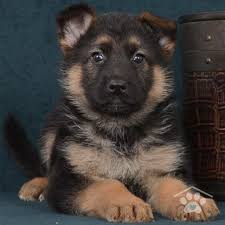Black And Red German Shepherd Puppies For Sale In Ohio Meet Zeus A Stunning Purebred Male German Shepherd Puppy He Is Playful Loyal Adventurous And Loves Bei German Shepherd Puppies Buy German Shepherd Puppies